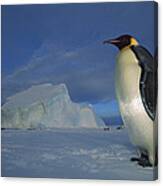 Emperor Penguins At Midnight Antarctica #1 Canvas Print