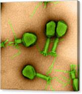 Enterobacteria Phage T4 #1 Canvas Print