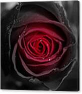 Eternally Yours Rose Canvas Print