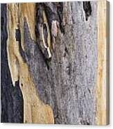 Australia - Eucalyptus Bark Canvas Print