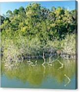 Everglades Mangrove Swamp #1 Canvas Print