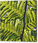 Fern Canvas Print