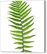 Fern Leaf Canvas Print