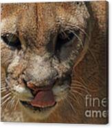 Florida Panther Canvas Print