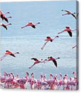 Flying Flamingo #1 Canvas Print