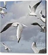 Flying Seagulls Canvas Print