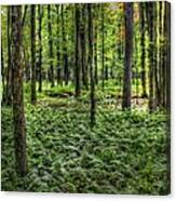 Forest Floor Canvas Print