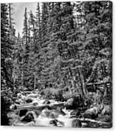 Forest Stream In Black And White #2 Canvas Print
