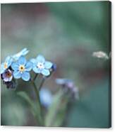 Forget Me Not #1 Canvas Print