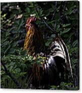 Free Range Rooster At Sunrise Canvas Print