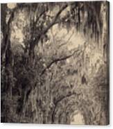 Georgia Oak Trees, C1887 #1 Canvas Print