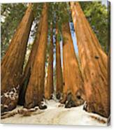 Giant Sequoias After First Snow Canvas Print