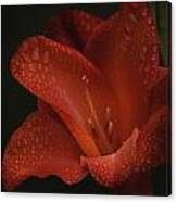 Gladiolus Ii  Dew Drops Canvas Print