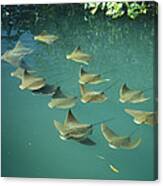 Golden Cownose Rays Schooling Galapagos #1 Canvas Print
