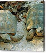 Gopher Tortoises #1 Canvas Print