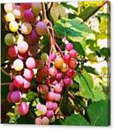 Grapes #2 Canvas Print