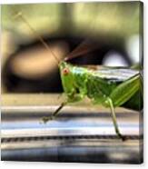 #grasshopper #macro #olloclip #1 Canvas Print