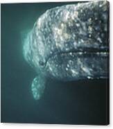 Gray Whale Investigating Underside #1 Canvas Print