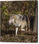 Gray Wolves #1 Canvas Print