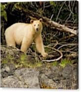 Great Bear Rainforest, British Columbia #1 Canvas Print