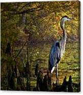 Great Blue Heron Wading #1 Canvas Print