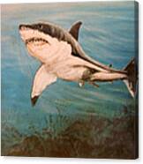 Great White Shark #2 Canvas Print