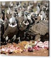 Griffon Vultures Feeding #1 Canvas Print