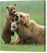 Grizzly Cubs Play With Mom Canvas Print