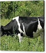 Holstein Cow In Alfalfa #1 Canvas Print