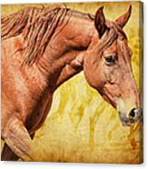 Horses #2 Canvas Print