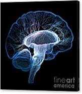 Human Brain Complexity Canvas Print