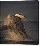 Humpback Whale Breaching Alaska #1 Canvas Print