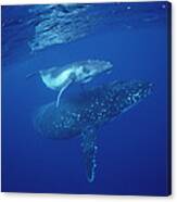 Humpback Whale Mother And Calf Tonga Canvas Print