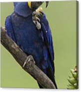 Hyacinth Macaw Eating Palm Nut Canvas Print