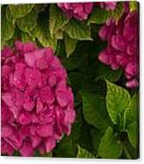 Hydrangea #1 Canvas Print