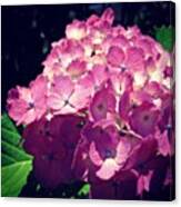 #hydrangea #nature #flower #flowers #1 Canvas Print