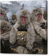 Japanese Macaque Group In Hot Spring #1 Canvas Print