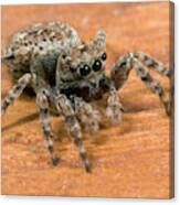 Jumping Spider Canvas Print