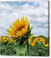 Kansas Sunflower #1 Canvas Print