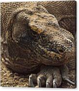 Komodo Dragon Male Basking Komodo Island Canvas Print