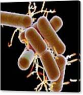Lactobacillus Bacteria #1 Canvas Print