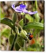 Ladybug On Spiderwort #1 Canvas Print