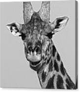 Laughing Giraffe #1 Canvas Print