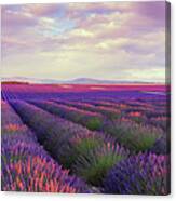 Lavender Field At Dusk Canvas Print