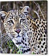 Leopard In The Wild #1 Canvas Print