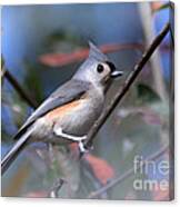 Little Tufted Titmouse #1 Canvas Print