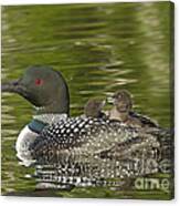 Loon Parent With Two Chicks #1 Canvas Print