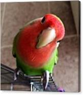 #lovebird #1 Canvas Print