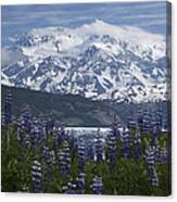 Lupine And Mount Elias #2 Canvas Print