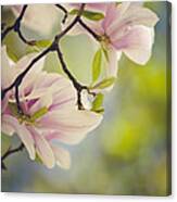 Magnolia Flowers Canvas Print